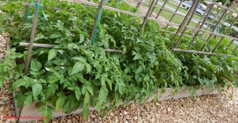 It’s hard to keep track of what to plant when in the garden, so check out this zone 7 vegetable garden planting guide to what you grow in the garden when.