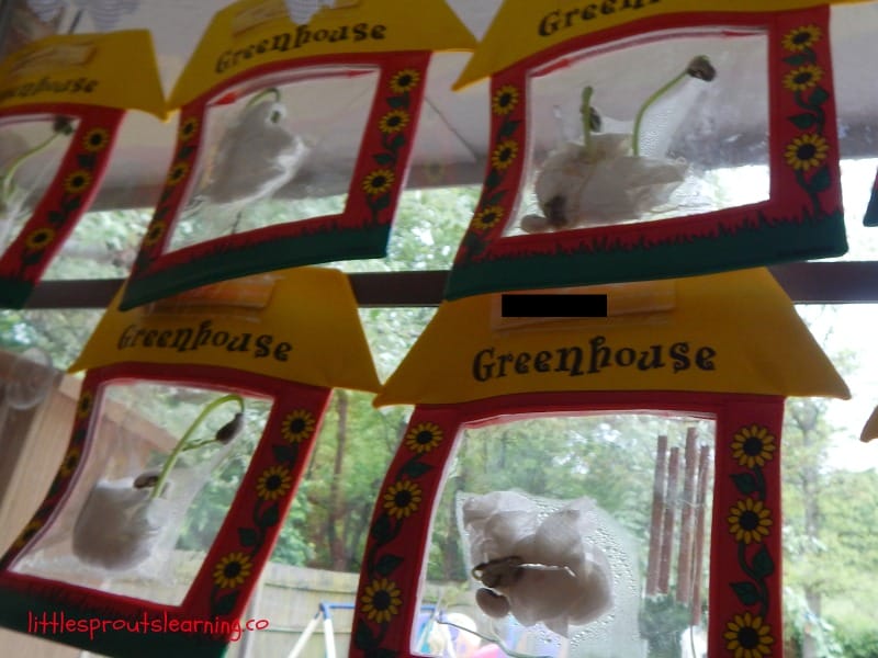 How to Teach Kids About Germination!