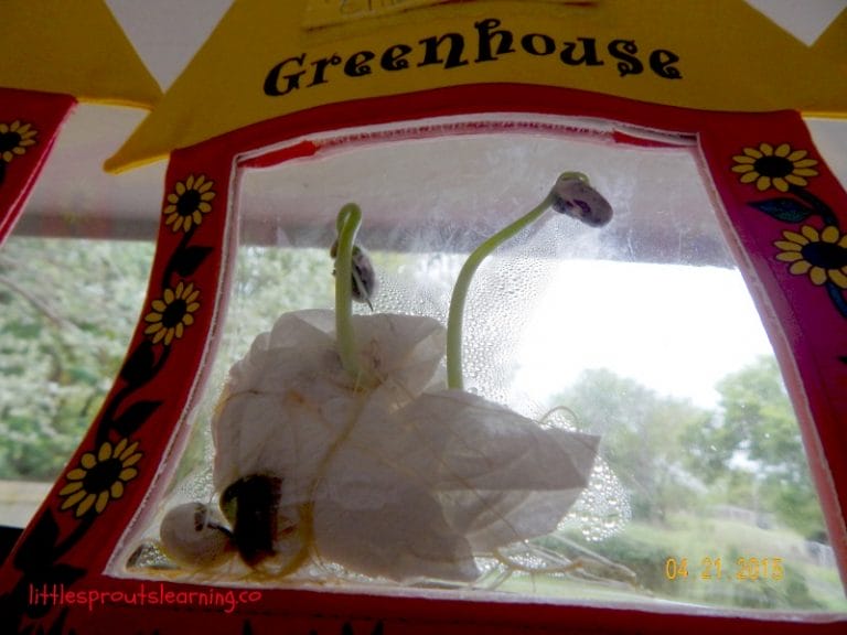 Germination is an AMAZING process. A seemingly dead, dry seed is placed in the ground and water is added and like magic, a seedling appears. Teaching kids the science of germination is awesome.