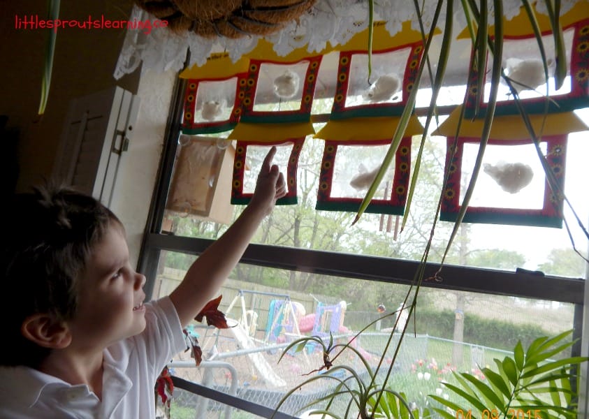 seeds germinating in the window and a child observing them