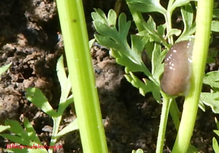 How can you get rid of slugs naturally? Slugs can eat everything in sight. Diatomaceous earth can help get rid of slugs permanently.