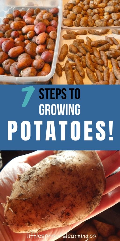 tubs of potatoes curing and a big potato in someone's hand
