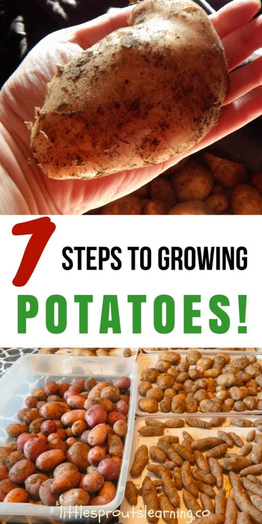 a hand with a potato and trays of potatoes curing