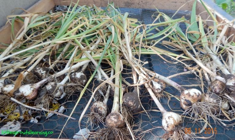 Wanna learn how to grow garlic? Why would anyone want to grow garlic when it’s right there at the store? There are more reasons than you might think.