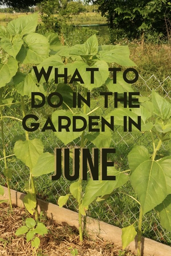 sunflower plants growing in the garden in June