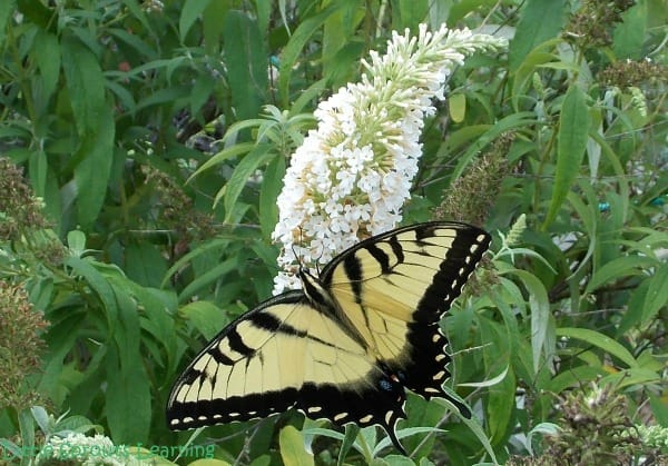 Butterflies, bees, pollinators! Without pollinators, we can't survive. Butterfly populations are on the decline? Butterflies need you. Be a butterfly hero.