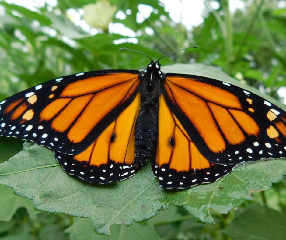 monarch butterfly in the garden