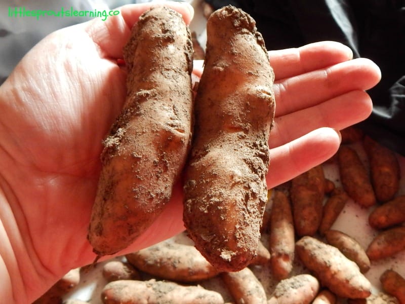 Two long fingerling potatoes in a hand