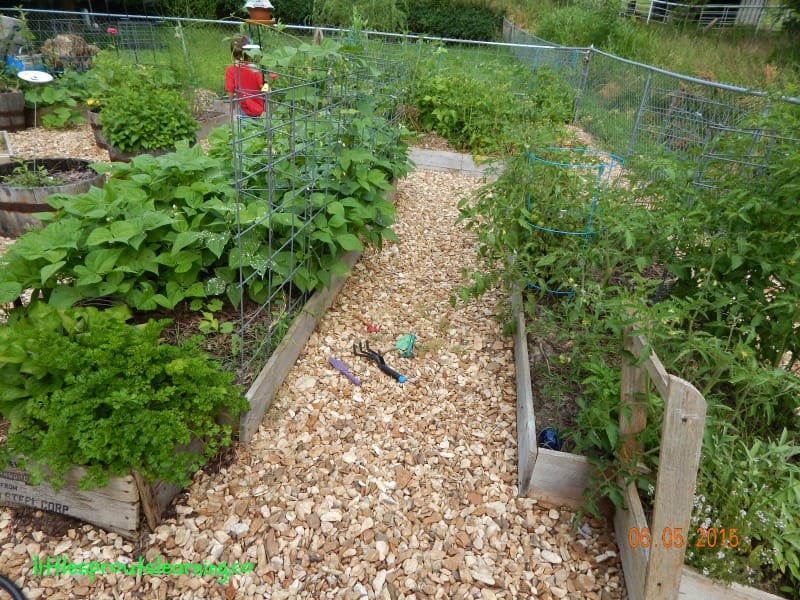 5 Steps to an Easy Vegetable Garden