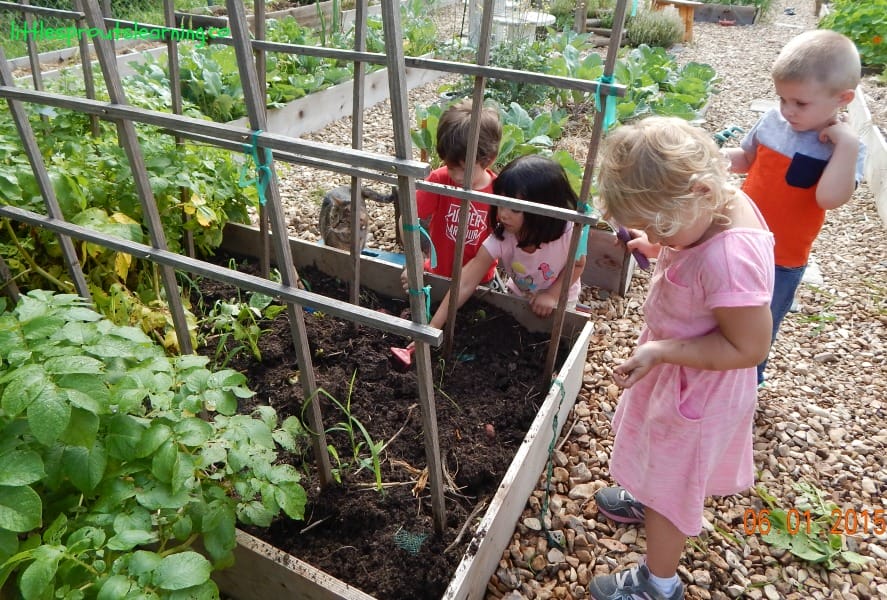 kids harvesting potatoes
