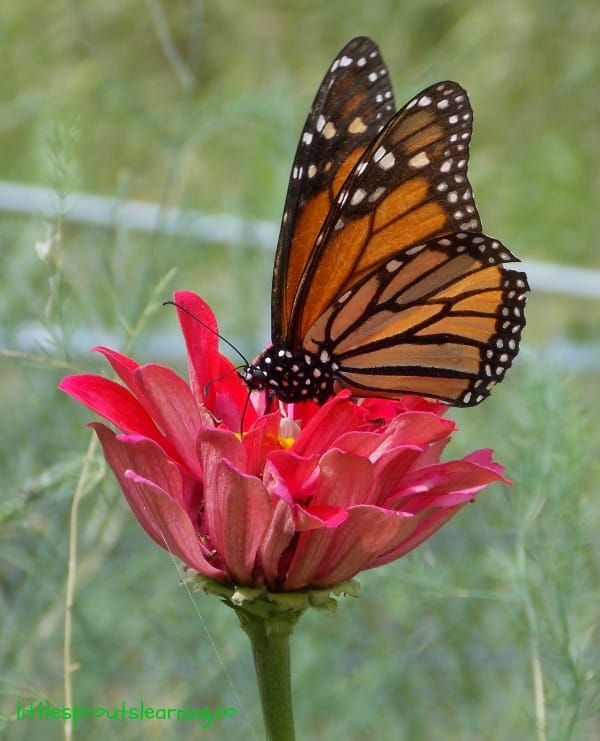 monarch butterfly on a zinnia in the garden