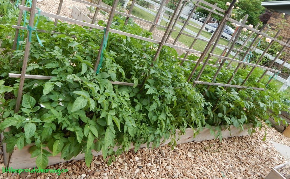 mature potato plants growing
