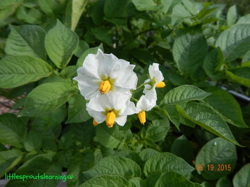 potato flower on potato plant, how to grow potatoes
