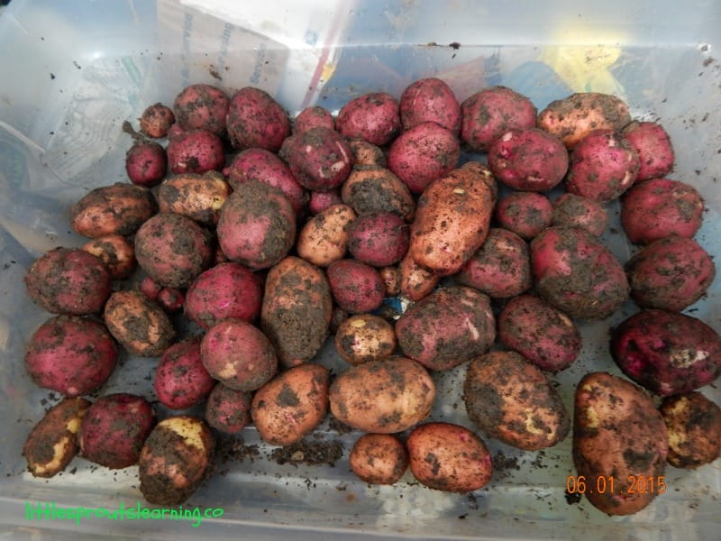 potato harvest in a box