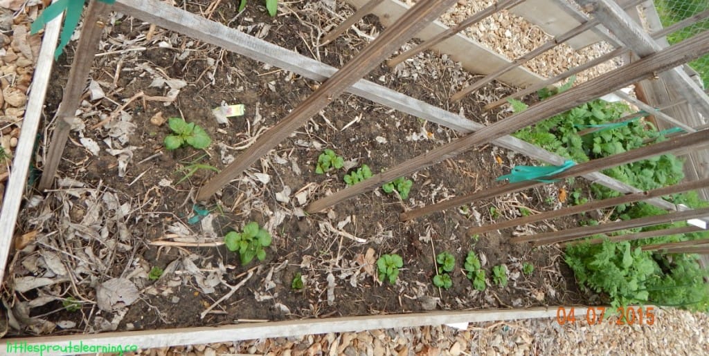 potato plants growing in the garden