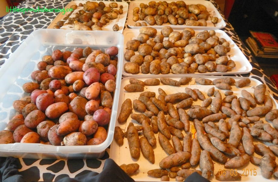 Potatoes are a fun crop for your garden. Find out the steps to growing potatoes and what mistakes to avoid. Home grown potatoes are much healthier to eat!