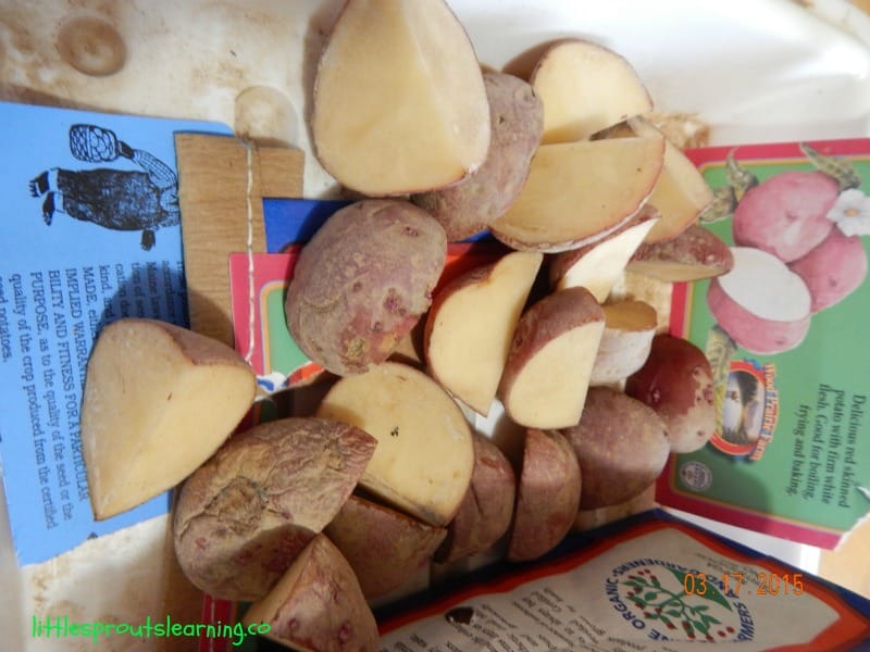 seed potatoes cut