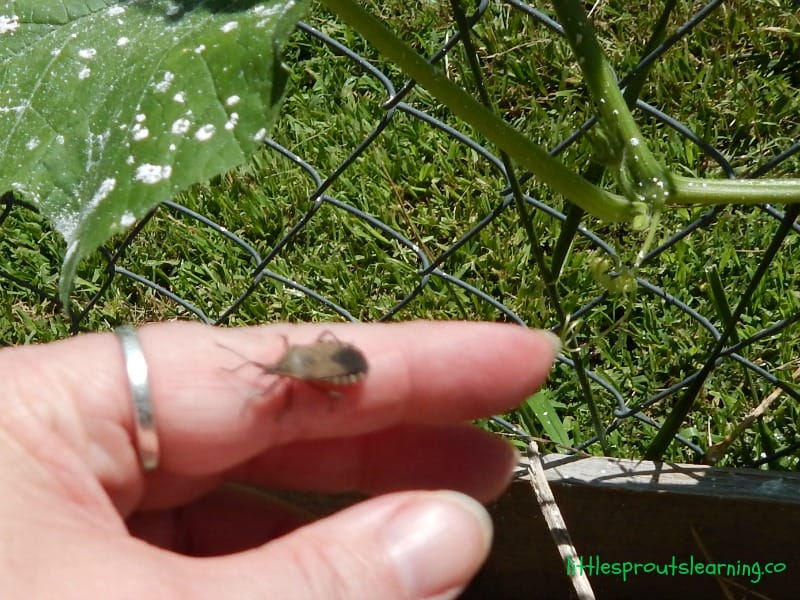 Do you want to get rid of squash bugs as much as I do? In our children's garden, we hardly ever grow even a single squash. Here's what I've learned. 