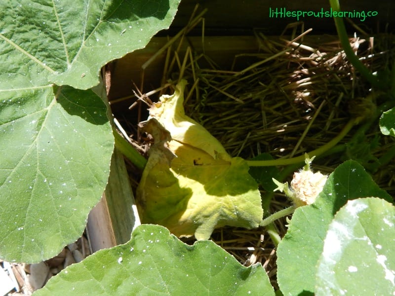 Squash bug damage