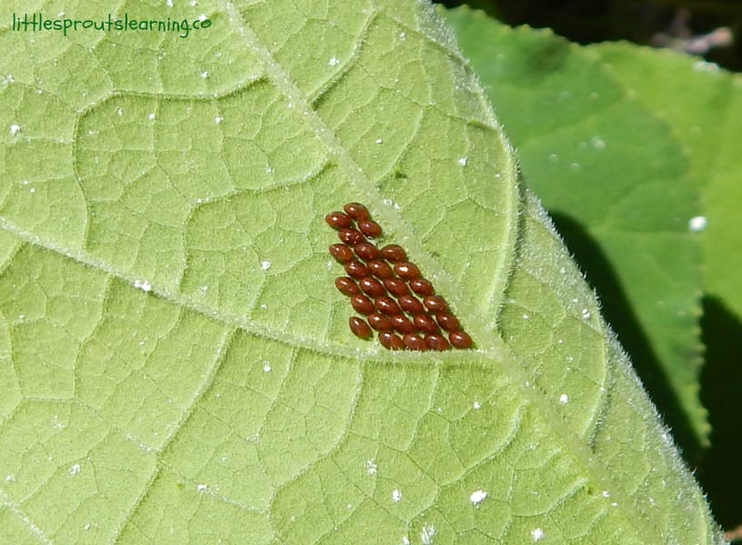 squash bug eggs on the underside of a leaf