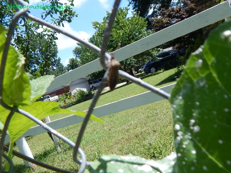 How to Get Rid of Squash Bugs