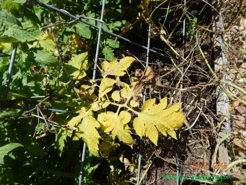 tomato fungus on a plant in the garden