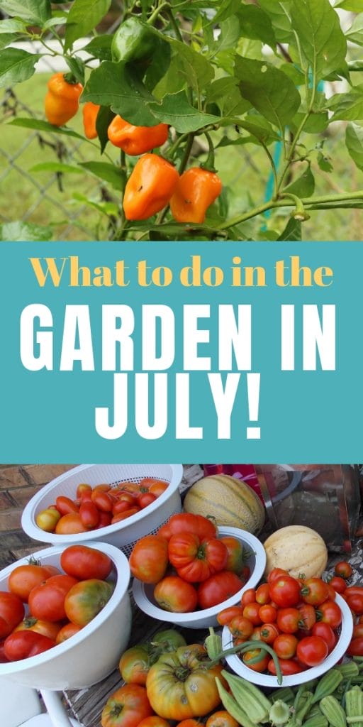 peppers and tomatoes from the july garden