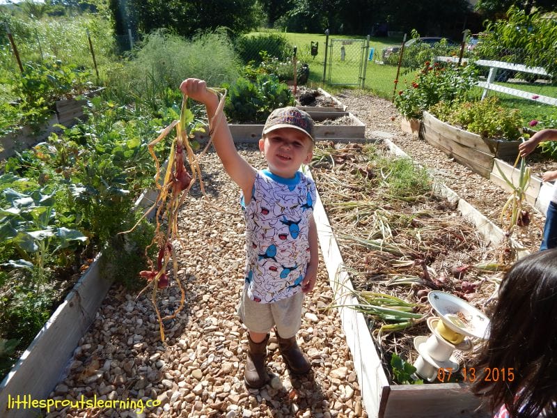 child holding onions harvested from the garden