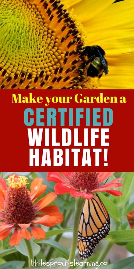 Bumblebee on a sunflower and a monarch butterfly fresh from the chrysalis on a zinnia
