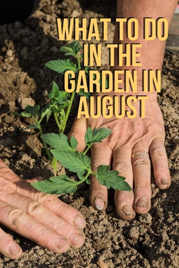 hand planting a tomato plant in the garden in august