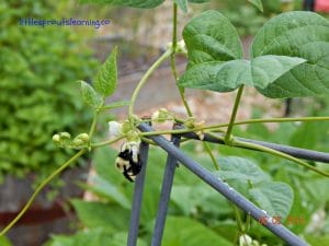 bee, wildlife habitat