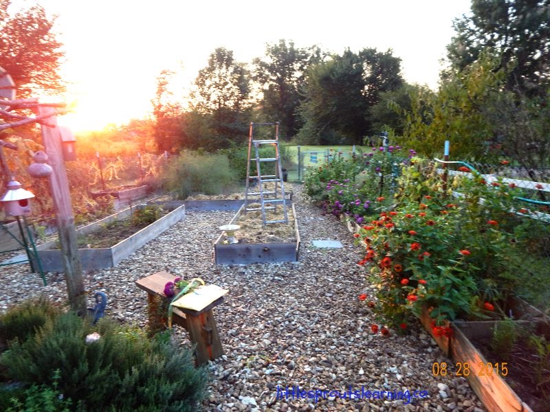 August brings with it excessive heat in Oklahoma so our main garden chore is keeping whatever we can alive. The garden in August in Oklahoma is surviving!