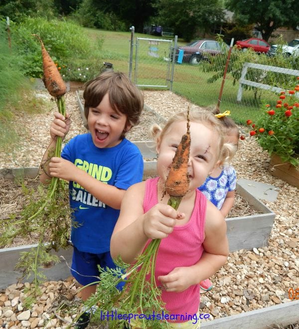 Learn to grow carrots successfully in your home garden and put those grocery store carrots to shame. The flavor and variety of kinds and colors of carrots will amaze.