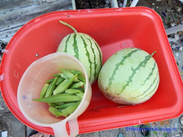 Gardening for beginners at home doesn’t have to be complicated. The best part of growing your own food is knowing where that food comes from.