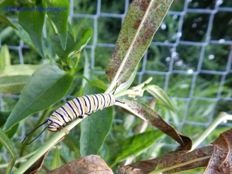 Is there anything more mysterious in life than metamorphosis? Teaching kids a butterfly life cycle lesson plan is something they will never forget! 