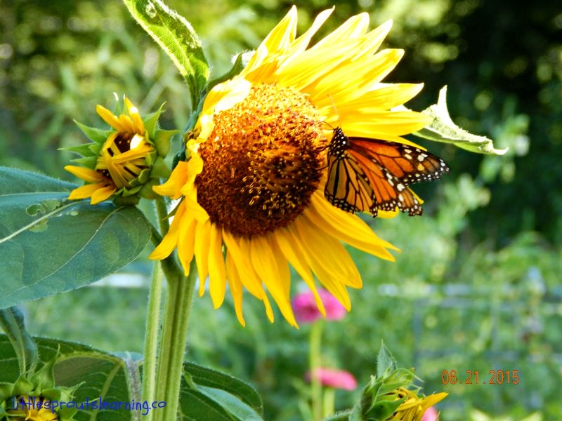 monarch on sunflower, wildlife habitat