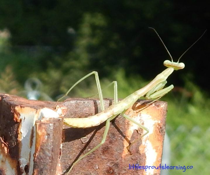 praying mantis on a fence post, benefits of rollie pollies and other insects