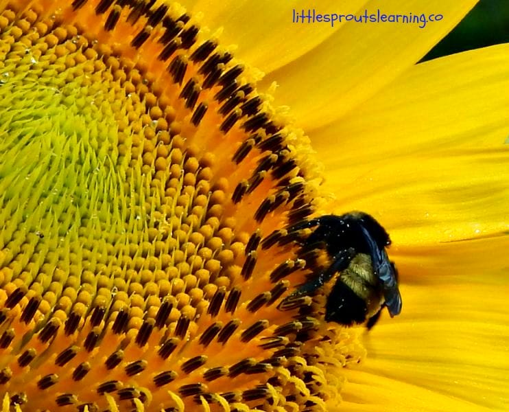 Do you see some creepy crawly bugs in the garden and wonder if they are friend or foe? Find out the benefits of rollie pollies and other bugs that will surprise you.