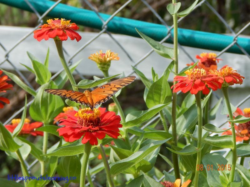 wildlife habitat, butterfly on zinnias