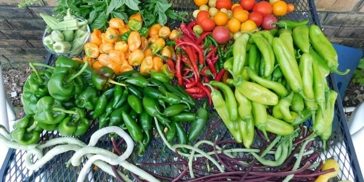 In the garden in September in Oklahoma, we have a second wind of growing. The temps are cooler, and tomatoes, peppers, and others start to produce again. 