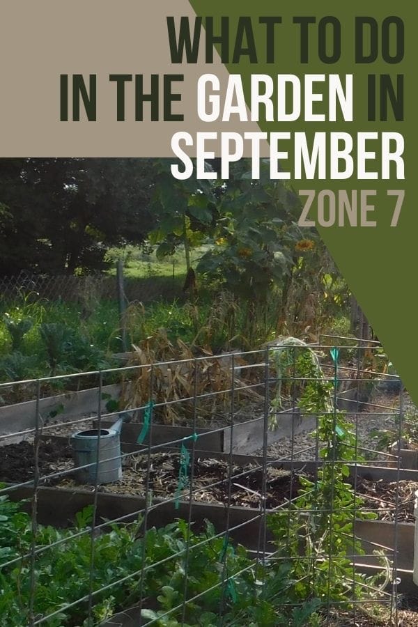 september garden plants in the garden raised beds