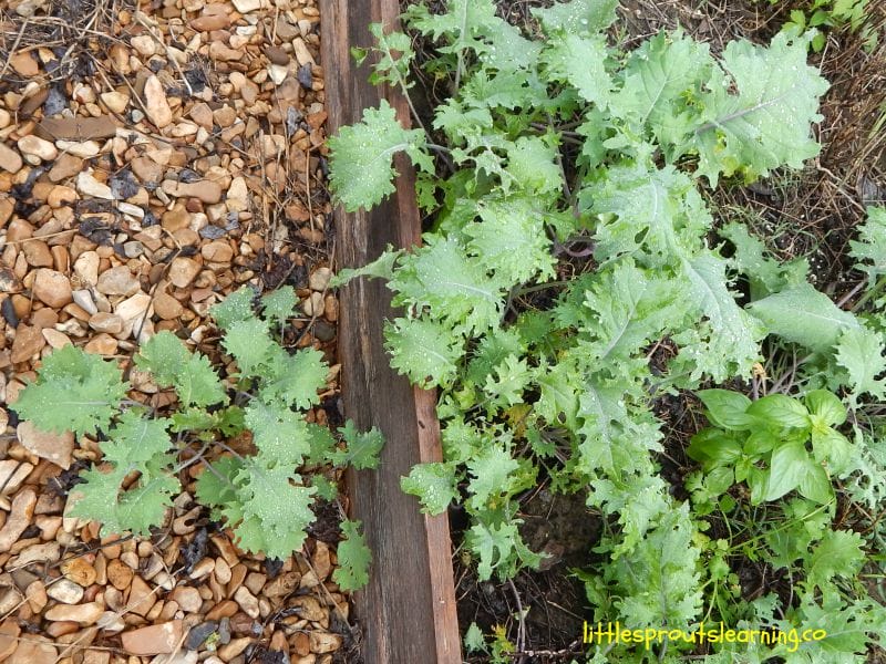 How to grow kale, raised bed with kale plants