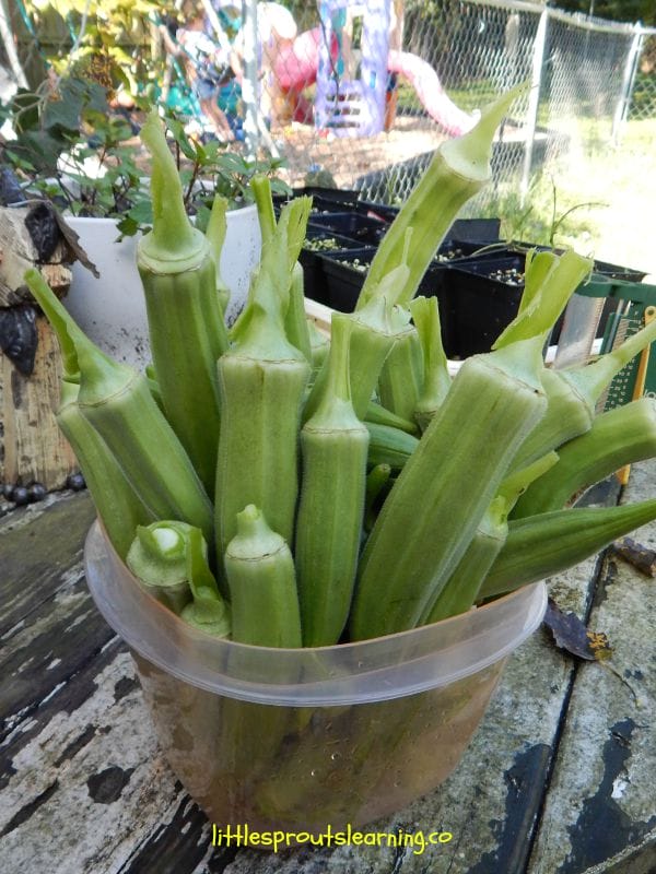 Okra is tasty, easy to grow, and loves heat like our sweltering Oklahoma summers. If you want to grow okra, check this out.