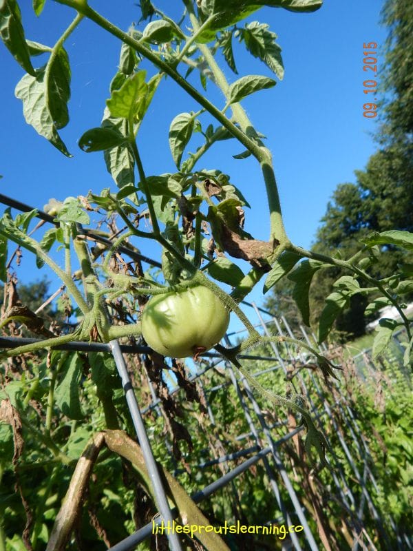 september tomatoes