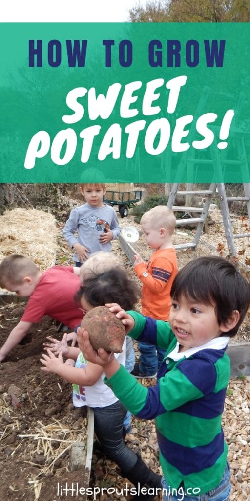 young children harvesting sweet potatoes from the garden
