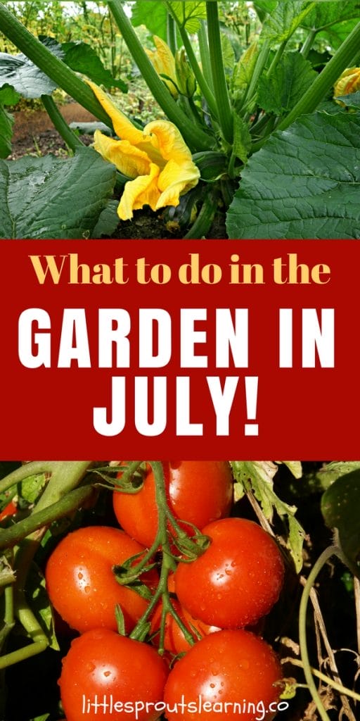 squash plant in july and tomato growing in the garden in july