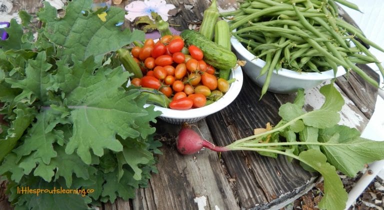Do you wish you could grow your own food but you don't think you have time? Check out how to grow an easy vegetable garden.
