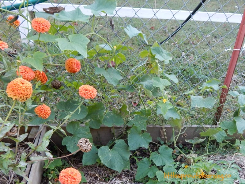 zinnias growing in the garden