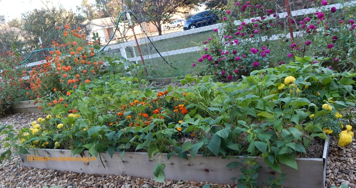 There are many benefits to growing a no-till garden. Check out how easy it is when preparing no-till gardens for spring this year.
