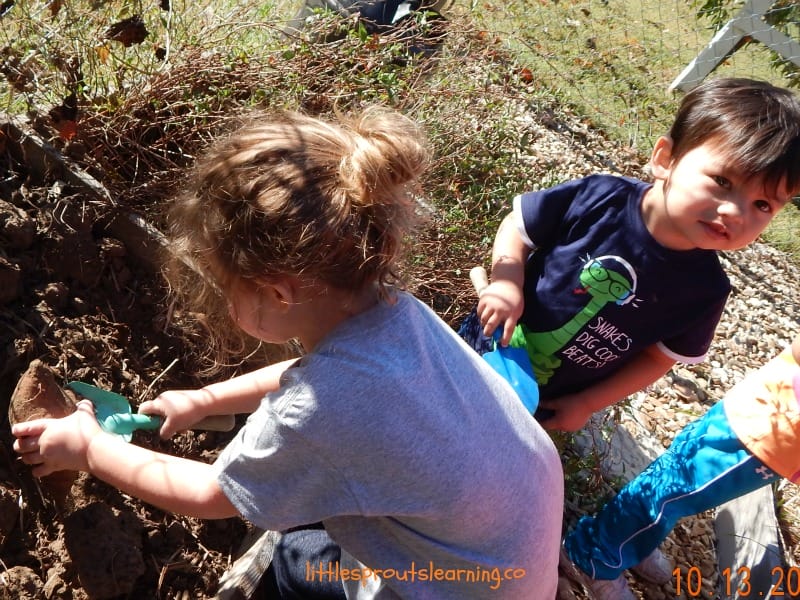 growing sweet potatoes, kids harvesting them from the garden